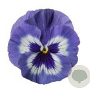 Viola Grootbloeming blauw wit GM P9