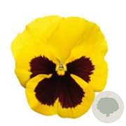 Viola Grootbloeming geel met donker oog GM P9