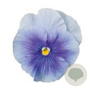 Viola Grootbloeming licht blauw GM P9