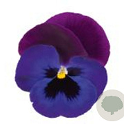 Viola Grootbloeming Neon paars GM P9