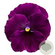 Viola Grootbloeming paars GM P9