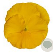 Viola hybride Grootbloemig Geel GM P9