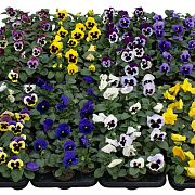 viola hybrida kleinbloemig gemend GM P9
