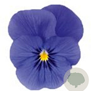 Viola kleinbloemig blauw GM P9