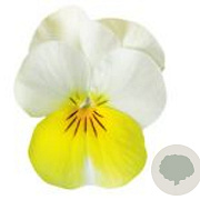 Viola kleinbloemig geel met witte vleugel GM P9