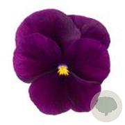 Viola kleinbloemig paars GM P9