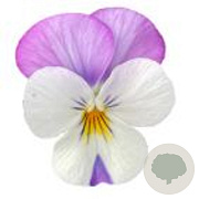 Viola kleinbloemig wit met rose vleugel GM P9