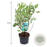 Cornus alba 'Elegantissima' 50-60 cm 3,5L