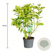 Cornus alba 'Gouchaultii' 50-60 cm 3,5L