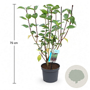 Cornus alba 'Kesselringii' 50-60 cm 3,5L