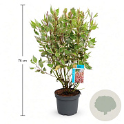 Cornus alba Miracle 50-60 cm 3,5L