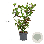 Cornus mas 50-60 cm 3,5L