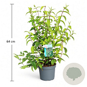 Deutzia hybrida 'Strawberry Fields' 50-60 cm 3,5L