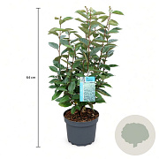 Elaeagnus ebbingei 40-50 cm 3,5L