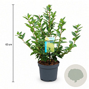 Forsythia 'Goldrausch' 50-60 cm 3,5L