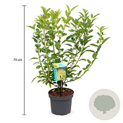 Forsythia int. 'Lynwood' 50-60 cm 3,5L