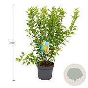 Forsythia int. Week-End 50-60 cm 3,5L
