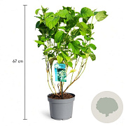 Hydrangea a. 'Annabelle' 50-60 cm 3,5L