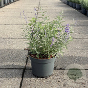 Perovskia 'Blue Spire' 20-30 cm 3,5L