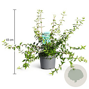Philadelphus 'Lemoinei' 40-50 cm 3,5L