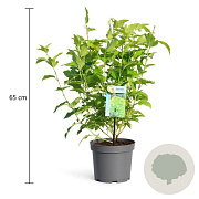 Physocarpus opulif. 'Dart's Gold' 40-50 cm 3,5L