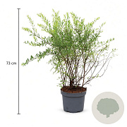 Spiraea cinerea 'Grefsheim' 50-60 cm 3,5L