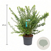 Spiraea nipp. 'Snowmound' 40-50 cm 3,5L