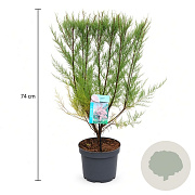 Tamarix tetrandra 50-60 cm 3,5L