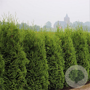 Thuja occidentalis 'King of Brabant' 100-125 cm 4,0L
