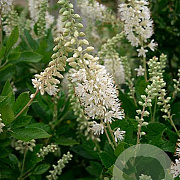 Clethra alnifolia 100-125 cm 12L