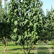 Davidia involucrata 700-800 cm draadkluit meerstammig