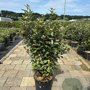Elaeagnus ebb. 'Compacta' 100-125 cm 20L
