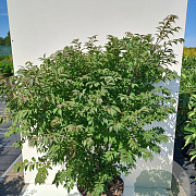 Euonymus alat. 'Compactus' 80-100 cm 20L