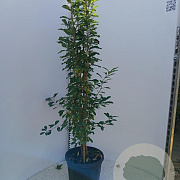 Exochorda 'The Bride' 125-150 cm 15L