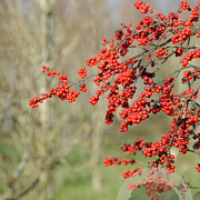 Ilex verticillata 100-125 cm 20L