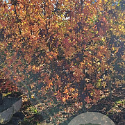Liquidambar s. 'Worplesdon' 200-250 cm met kluit 6-8 spil