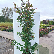 Parrotia persica 'Bella' 150-175 cm 20L