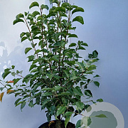 Pyrus calleryana 'Chanticleer' 100-125 cm 25L