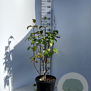 Syringa (V) 'Minuet' 80-100 cm 15L