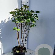 Syringa v. 'Sensation' 80-100 cm 15L