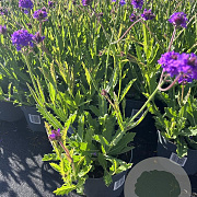 Verbena rigida GM 2,0L