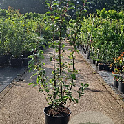 Viburnum bodn. 'Dawn' 125-150 cm 15L