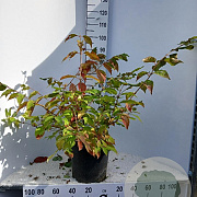 Viburnum plic. 'Mariesii' 60-80 cm 15L