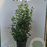 Viburnum tinus 80-100 cm 20L