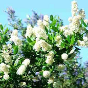 Ceanothus 'Snow Flurries' 40-45 cm 5,0L