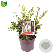 Ligustrum lucidum 50-60 cm 7,5L