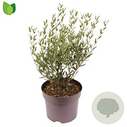 Phillyrea angustifolia 50-60 cm 7,5L