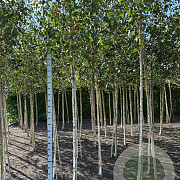 Betula utilis jacquemontii 10-12 HO wortelgoed