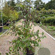Callicarpa bod. 'Profusion' 150-175 cm 25L