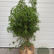 Choisya 'Aztec Pearl' 80-100 cm met kluit struik